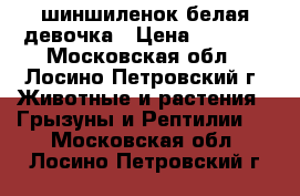 шиншиленок белая девочка › Цена ­ 1 500 - Московская обл., Лосино-Петровский г. Животные и растения » Грызуны и Рептилии   . Московская обл.,Лосино-Петровский г.